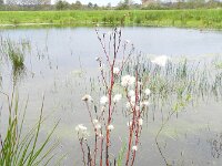 Tripodium pannonicum 22, Zulte, Saxifraga-Rutger Barendse