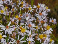 Tripodium pannonicum 27, Zulte, Saxifraga-Ed Stikvoort