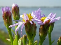 Tripodium pannonicum 31, Zulte, Saxifraga-Ed Stikvoort