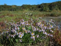 Tripodium pannonicum 34, Zulte, Saxifraga-Ed Stikvoort