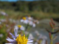 Tripodium pannonicum 35, Zulte, Saxifraga-Ed Stikvoort