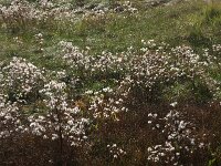Tripodium pannonicum 48, Zulte, Saxifraga-Hans Boll