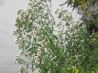 Tripodium pannonicum 5, Zulte, Saxifraga-Rutger Barendse
