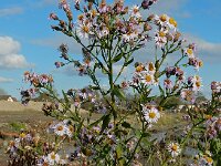 Tripodium pannonicum 50, Zulte, Saxifraga-Ed Stikvoort