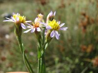 Tripodium pannonicum 7, Zulte, Saxifraga-Jasenka Topic