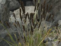 Trisetum spicatum