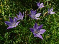 Triteleia laxa