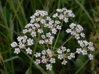 Trocdaris verticillatum 1, Kranskarwij, Saxifraga-Ed Stikvoort