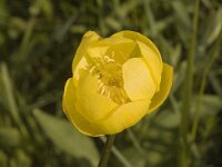 Trollius europaeus, Globe-flower