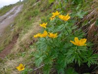 Trollius ranunculinus 1, Saxifraga-Ed Stikvoort