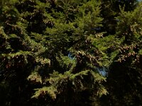 Tsuga heterophylla 12, Westelijke hemlockspar, Saxifraga-Ed Stikvoort : Meinweg en omgeving