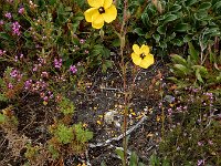 Tuberaria globulariifolia