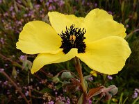 Tuberaria globulariifolia 10, Saxifraga-Ed Stikvoort : Cee - Finisterre A900