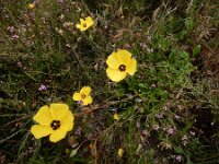 Tuberaria globulariifolia 11, Saxifraga-Ed Stikvoort : Cee - Finisterre A900