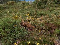 Tuberaria globulariifolia 2, Saxifraga-Ed Stikvoort : Cee - Finisterre A900