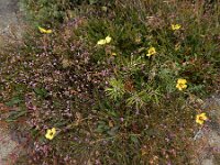 Tuberaria globulariifolia 4, Saxifraga-Ed Stikvoort : Cee - Finisterre A900