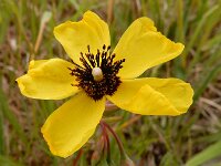 Tuberaria globulariifolia 7, Saxifraga-Ed Stikvoort : Cee - Finisterre s9900
