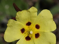 Tuberaria guttata