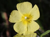 Tuberaria lignosa