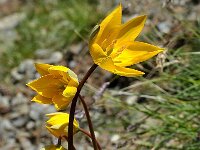 Tulipa australis