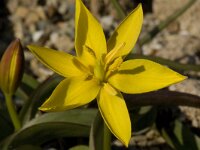 Tulipa celsiana