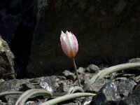 Tulipa cretica