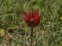 Tulipa doerfleri