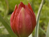 Tulipa doerfleri 21, Saxifraga-Willem van Kruijsbergen