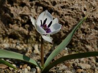 Tulipa humilis albocaerulea 1, Saxifraga-Willem van Kruijsbergen