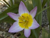 Tulipa saxatilis