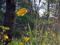 Tulipa sylvestris 17, Saxifraga-Jeroen Willemsen