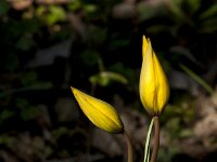 Tulipa sylvestris 64, Bostulp, Saxifraga-Jan van der Straaten