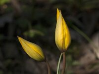 Tulipa sylvestris 65, Bostulp, Saxifraga-Jan van der Straaten