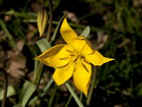 Tulipa sylvestris 67, Bostulp, Saxifraga-Jan van der Straaten
