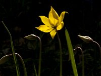 Tulipa sylvestris 68, Bostulp, Saxifraga-Jan van der Straaten