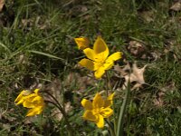 Tulipa sylvestris 69, Bostulp, Saxifraga-Jan van der Straaten