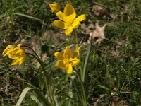 Tulipa sylvestris 70, Bostulp, Saxifraga-Jan van der Straaten