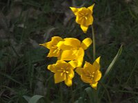 Tulipa sylvestris 72, Bostulp, Saxifraga-Jan van der Straaten