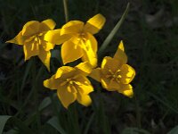 Tulipa sylvestris 73, Bostulp, Saxifraga-Jan van der Straaten