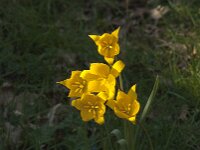 Tulipa sylvestris 74, Bostulp, Saxifraga-Jan van der Straaten