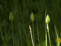 Tulipa sylvestris 76, Bostulp, Saxifraga-Jan van der Straaten