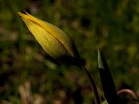 Tulipa sylvestris 77, Bostulp, Saxifraga-Jan van der Straaten
