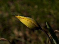 Tulipa sylvestris 79, Bostulp, Saxifraga-Jan van der Straaten