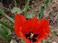 Tulipa systola 4, Saxifraga-Ed Stikvoort : Kapan - Mehgri A900