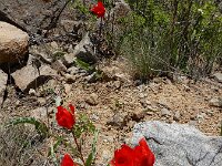 Tulipa systola 5, Saxifraga-Ed Stikvoort : Kapan - Mehgri A900
