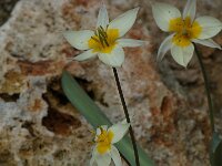 Tulipa turkestanica