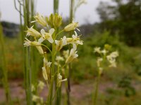 Turritis glabra 1, Torenkruid, Saxifraga-Ed Stikvoort