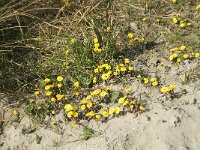 Tussilago farfara 1, Klein Hoefblad, Saxifraga-Jan van der Straaten