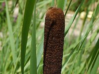 Typha latifolia 1, Grote lisdodde, Saxifraga-Jan van der Straaten