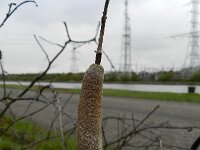 Typha laxmannii 10, Bebladerde lisdodde, Saxifraga-Rutger Barendse